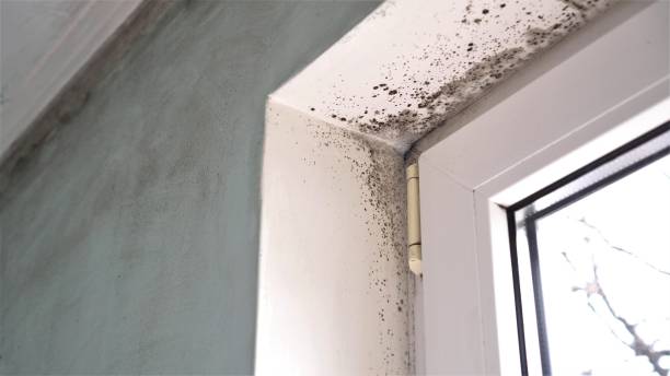 Best Mold Removal Specialists  in Osakis, MN
