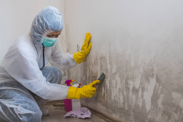 Mold Testing and Removal in Osakis, MN