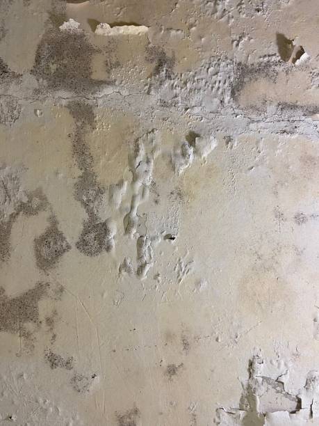 Osakis, MN Mold Removal Company