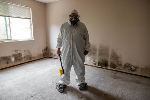Best Attic Mold Removal  in Osakis, MN
