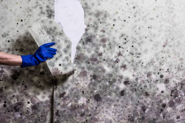 Best Home Mold Removal  in Osakis, MN